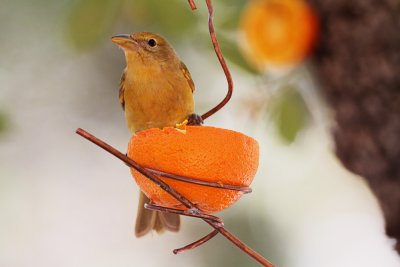 Summer Tanager female