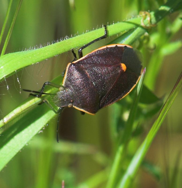100 percent crop of grass bug from nikon 105VR