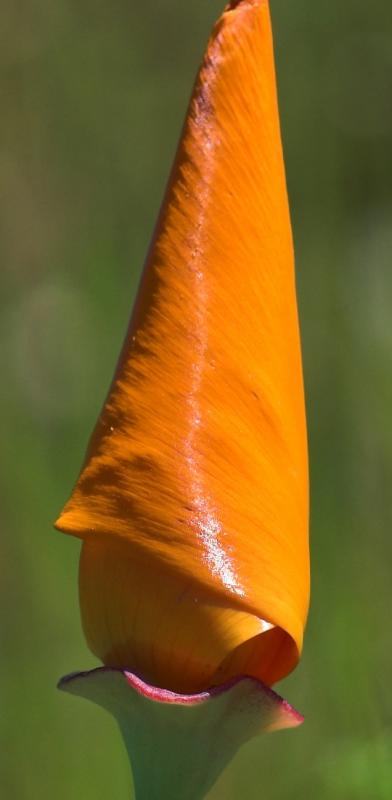 poppy not unfurled yet - 100 percent crop from 105 VR.jpg