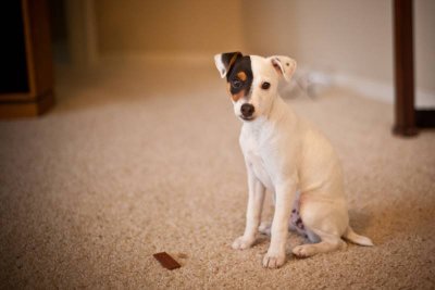 Bella the Jack Russell Terrier Puppy
