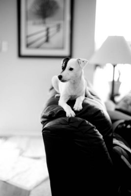 Bella the Jack Russell Terrier Puppy