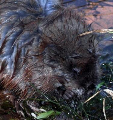 muskrat .. Slyly pretending to eat seaweed while he waits for you to hook a fish!