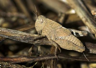 A pretty grasshopper.