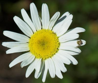 daisy with spider