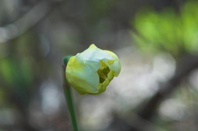 daffodil opening