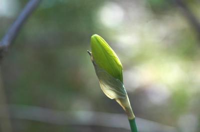 daffodil unopened