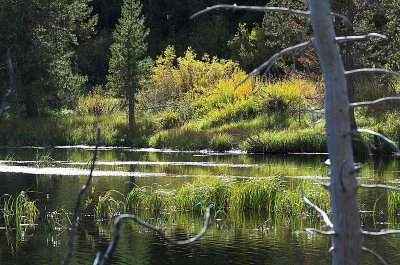 Blazing yellows of Hat Creek Lake