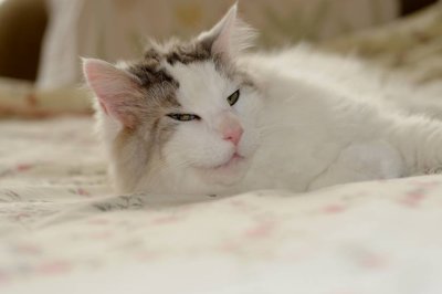 DSC_4496.jpg