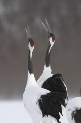 CRW_0388.jpg