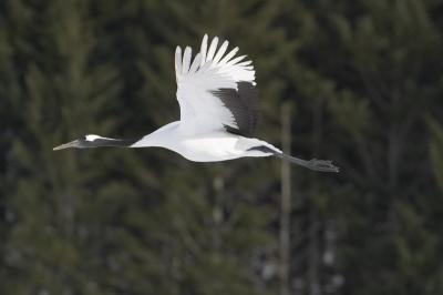 CRW_0533.jpg