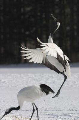 CRW_9980.jpg