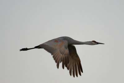 Bosque Del Apache