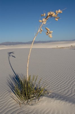 _MG_1351.jpg
