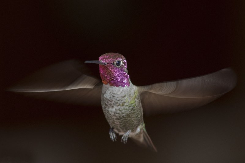 Some Hummingbirds on New Years Day