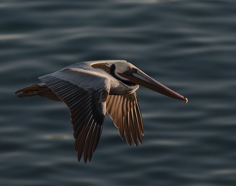 Some La Jolla Cove Pictures From January 7th