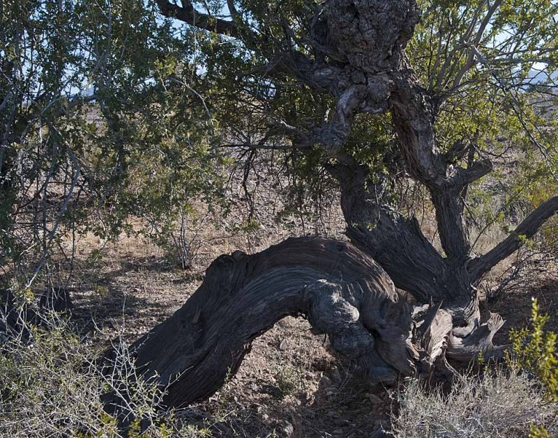 Very old and twisted Ironwood tree, what a tormented life this tree has endured!!