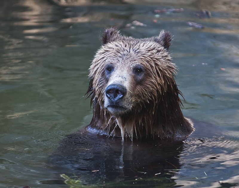 Bear Enjoying a Little Swim