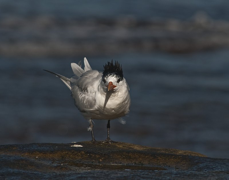 Tern