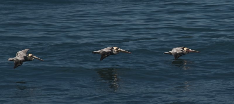 Mostly Pelicans From La Jolla Cove Today