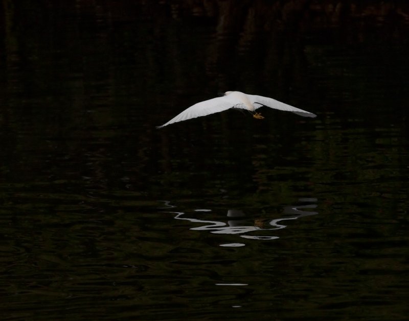 Santee Lakes Egrets