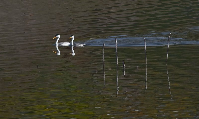 Grebes From Lake Hodges in San Diego County