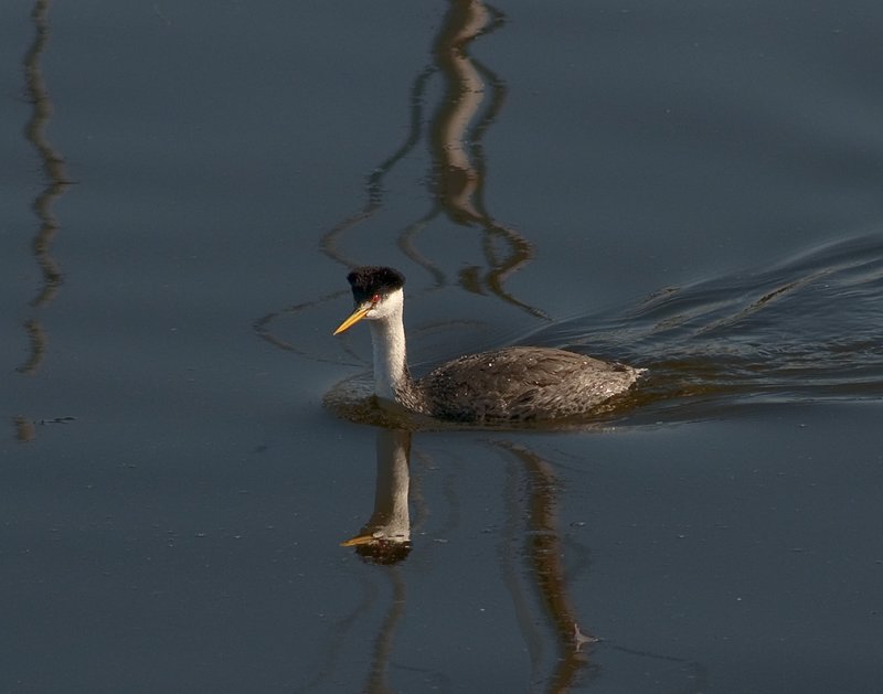 Western Grebe