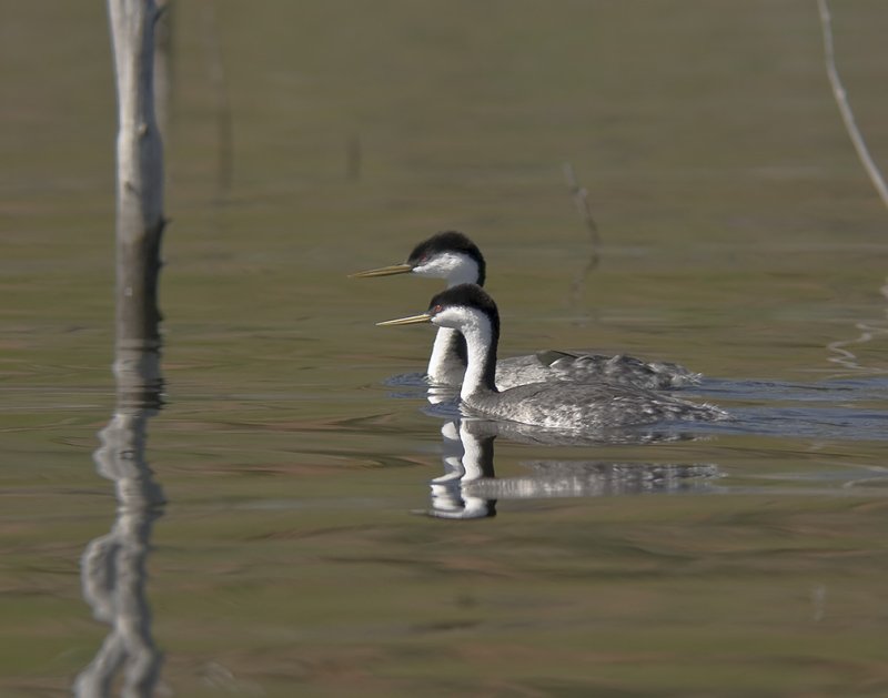 Western Grebe