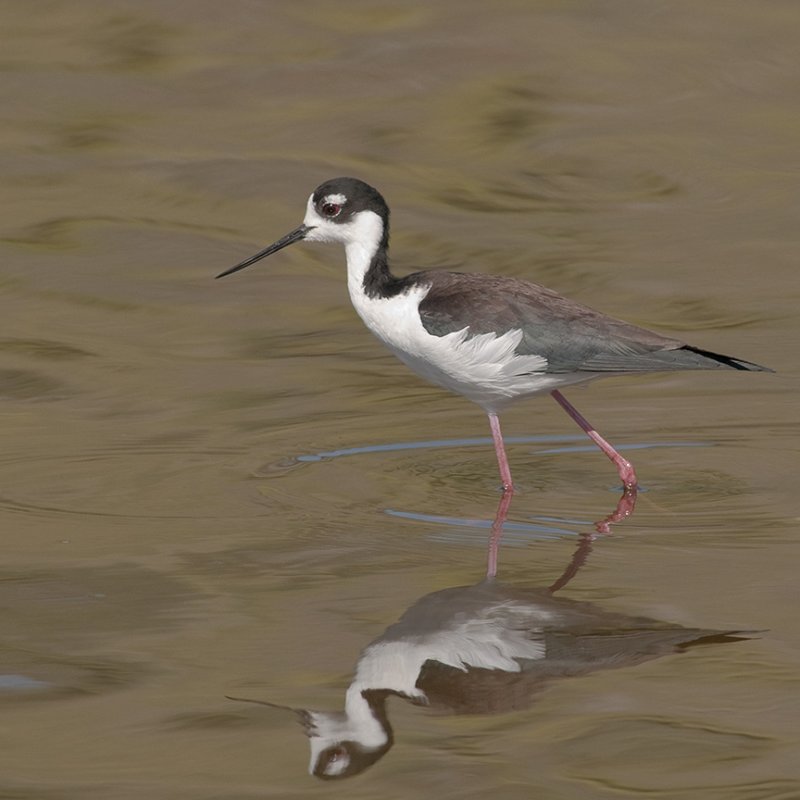 Black Necked Stilt