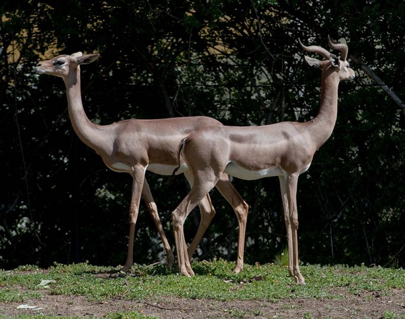 Gerenuk