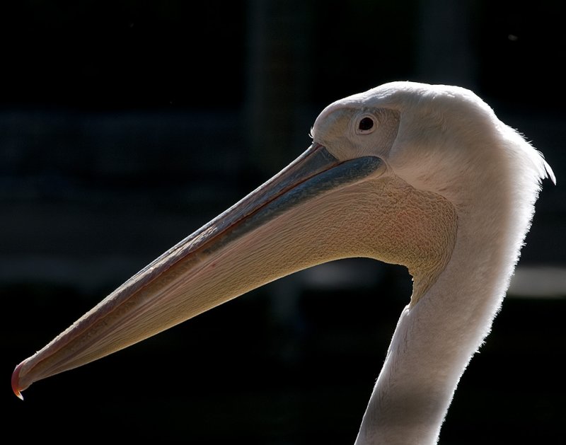 White Pelican