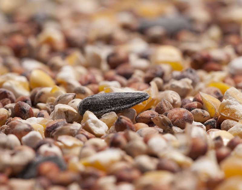 An Isolated Sunflower Seed