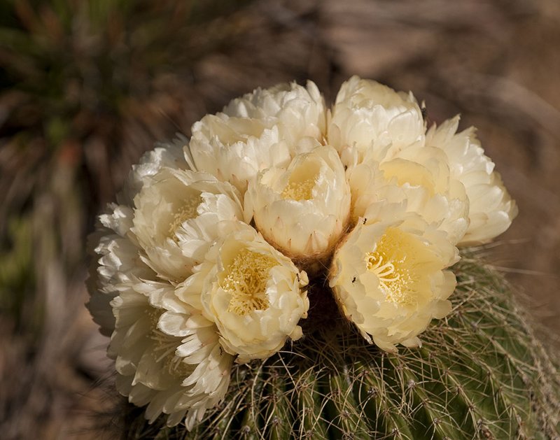 Barrel Cactus