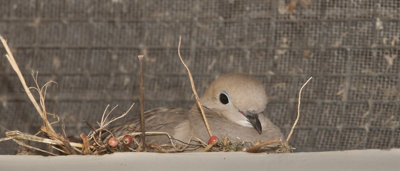 Dove on Nest