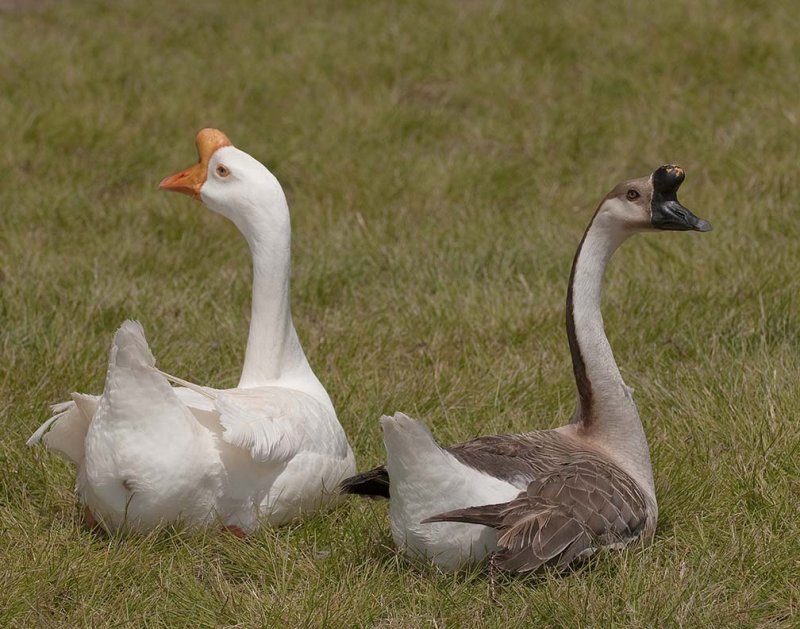 Some Type of Domesticated Geese
