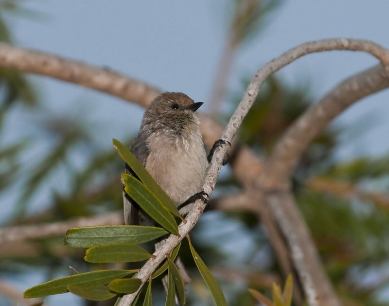 Bushtit  5