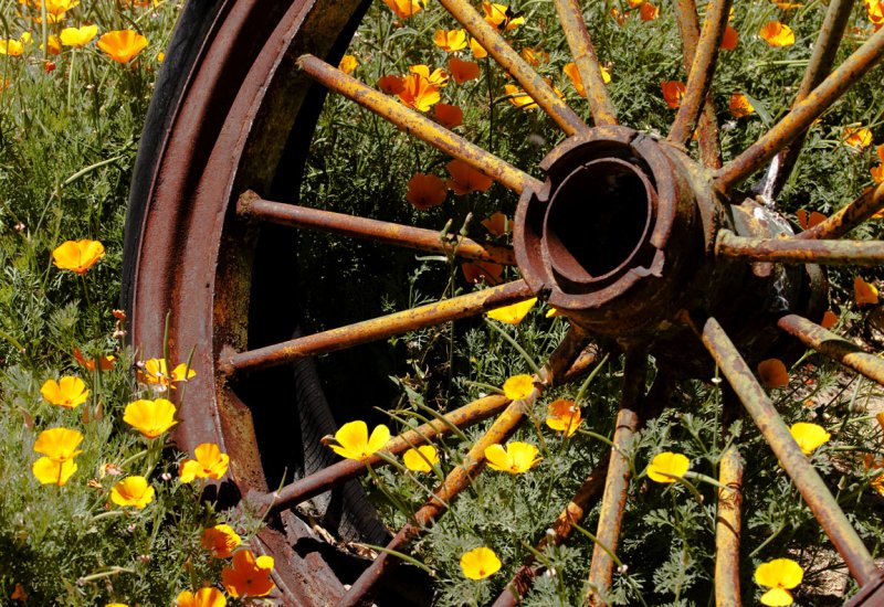 A Wagon Wheel in our Camp Ground