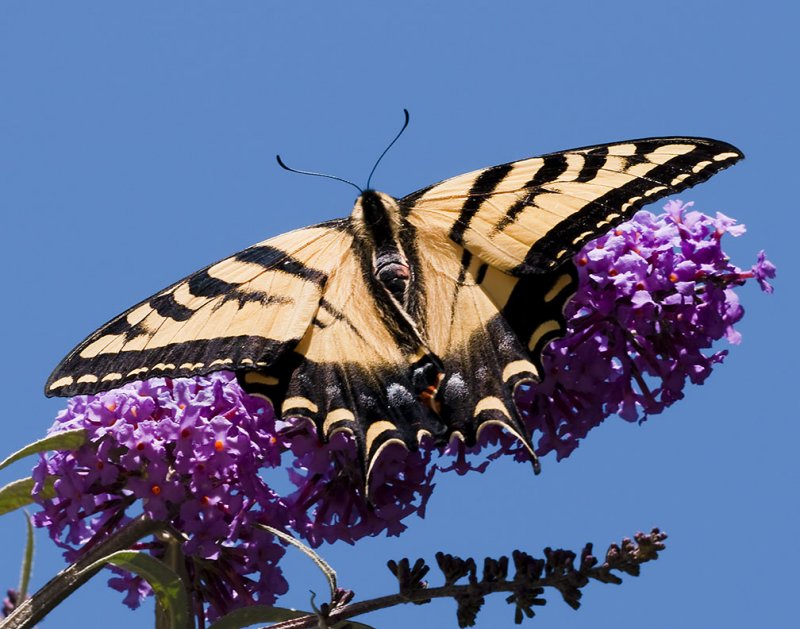 Western Tiger Swallowtail 3