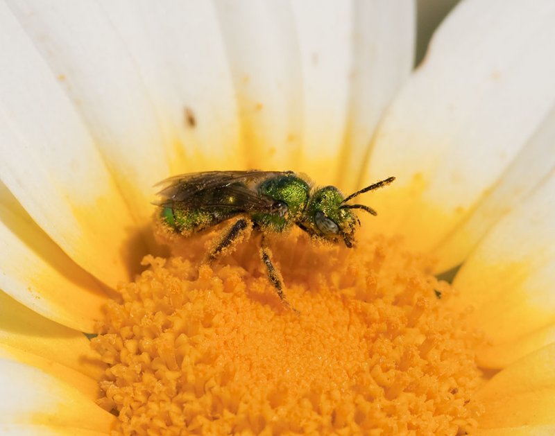 Iridescent Green Sweat Bee