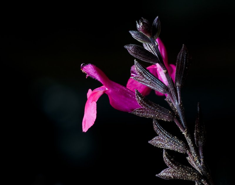 Salvia, also known as Sage