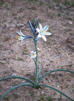Desert Lilly-These only Bloom in Good Years as the Bulb is around 12-18 inches Deep