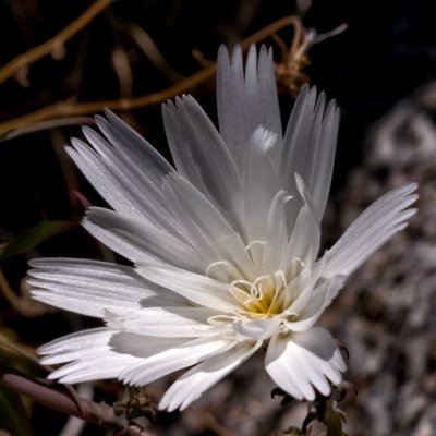 Desert Chicory-Notice the Transparency