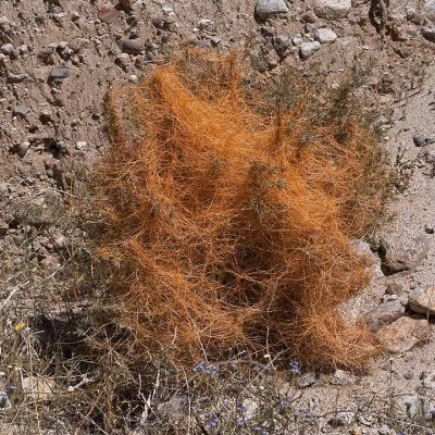 Witch's Hair a Parasitic Plant