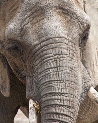 Large Elephant :o)