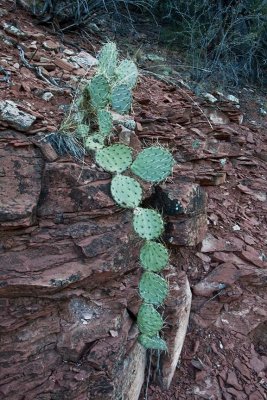 An Unusual Cactus Chain