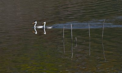 Clarks Grebe