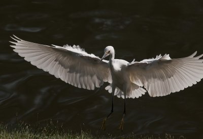 Snowy Egrets from Santee Lakes