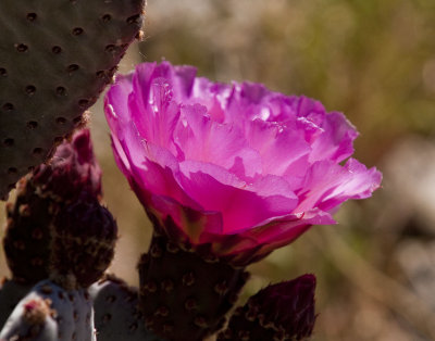 Anza Borrego Flowers 2010