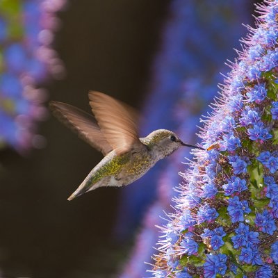 San Diego Botanical Gardens in Encinitas