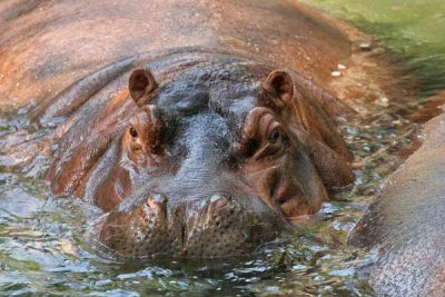 Hippo Time (19)