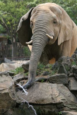Thirsty Elephant (39)